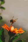 Finalmente beccata in volo!!! :D

Dati di scatto:
sigma 180 macro
1/3200
f/5,6
iso 200
crop

Uno scatto del mese scorso che vi propongo solo ora.....graditissime critiche e commenti :)