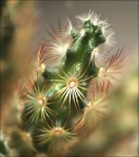 mini.. grassa mini.. grassa