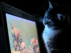 Vorrei essere un pesce...gatto Vorrei essere un pesce...gatto