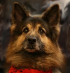 il mio vecchio amico il mio vecchio amico