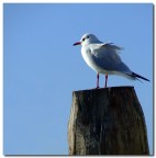 Voglia d'oceano..attoII° Voglia d'oceano..attoII°