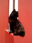 Another cat in the wall (part 3) Another cat in the wall (part 3)