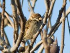 Passeriforme Passeriforme
