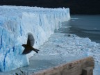 Uccello davanti al Perito Moreno Uccello davanti al Perito Moreno