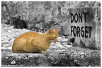 ..non dimenticare.

foto scattata a Mostar (Bosnia Herzegovina) nei pressi del vecchio ponte.