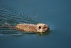 Cucciolo di nutria Cucciolo di nutria