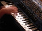 fisarmonica fisarmonica