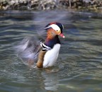 germano reale? germano reale?