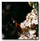 pronta al volo pronta al volo