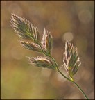 prime erbe prime erbe