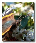Batterfly 10