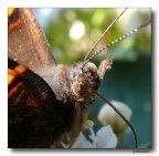 Batterfly 11 - megacrop