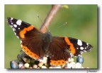 Batterfly 19