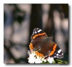 Batterfly 20 Batterfly 20