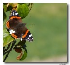 Batterfly 21 Batterfly 21