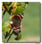 Batterfly 24 Batterfly 24