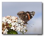 Farfalla