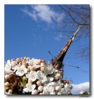 Farfalla 3 Farfalla 3