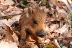 Piccolo di cinghiale Piccolo di cinghiale