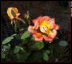 rosa light painting rosa light painting