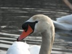 Cigno