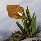 Fiori di stagione Fiori di stagione