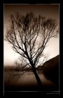 Albero Albero