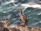 Sardegna, cormorani in riposo al tramonto, demi/controluce. Compatta digitale Kodak prestata da un amico. Grazie!