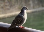 Sul ponte di Bassano... Sul ponte di Bassano...