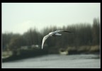 -In volo- -In volo-