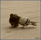 ...innamorati pazzi... ...innamorati pazzi...