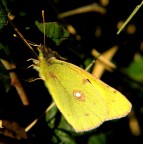 lepidottero lepidottero