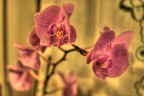 Orchidea Orchidea