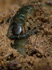 scolopendra scolopendra