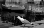 Gabbiano in b/n Gabbiano in b/n