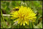 E' degna di essere considerata una foto macro? Grazie!