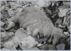" discarica " " discarica "