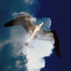 Il gabbiano nuvoloso... Il gabbiano nuvoloso...