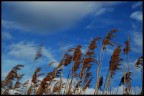 Un pomeriggio ventoso, una trentina di foto. Ho salvato solo questa. Certo, se fosse un lavoro sarei stato licenziato per...scarso rendimento! Nikon D50 con 50mm.