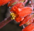 Tra uno scròscio e l'altro! Tra uno scròscio e l'altro!