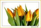 mazzo di tulipani mazzo di tulipani
