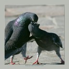 I piccioni di San Valentino I piccioni di San Valentino