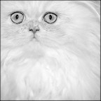 gattoquadro gattoquadro