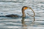 Cormorano alla pescatora... Cormorano alla pescatora...