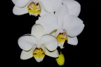 orchidee