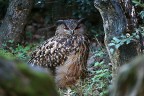 Gufo reale Gufo reale