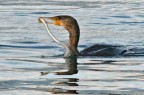 Cormorano alla pescatora...2 Cormorano alla pescatora...2