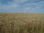 grano in normandia grano in normandia