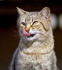 Roba da leccarsi i baffi Roba da leccarsi i baffi