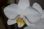 ORCHIDEA 1 ORCHIDEA 1